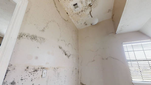 Best Commercial Mold Inspection  in Elma Center, NY