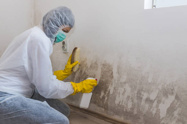 Best Mold Removal for HVAC Installations  in Elma Center, NY