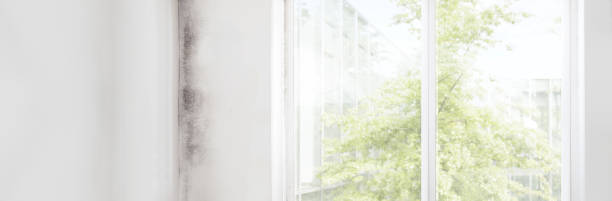 Best Mold Damage Restoration  in Elma Center, NY