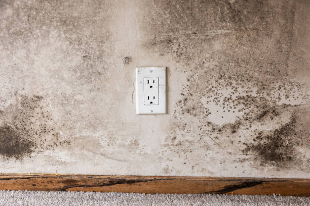 Best Emergency Mold Remediation  in Elma Center, NY