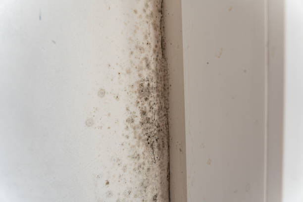 Trusted Elma Center, NY Mold Removal Experts