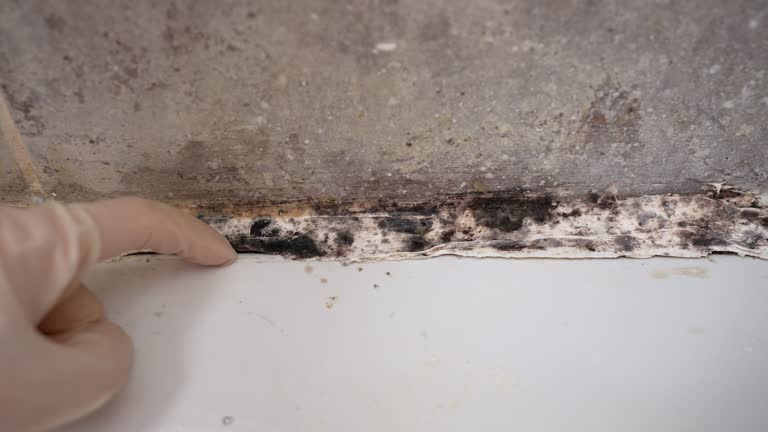 Best Mold-Related Health Consultation  in Elma Center, NY